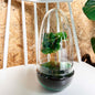 DIY terrarium - Egg Coffea Arabica - ↕ 25 cm