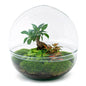DIY terrarium - Dome XL - Ficus Ginseng Bonsai - ↕ 30 cm - Rake + Shovel + Tweezer
