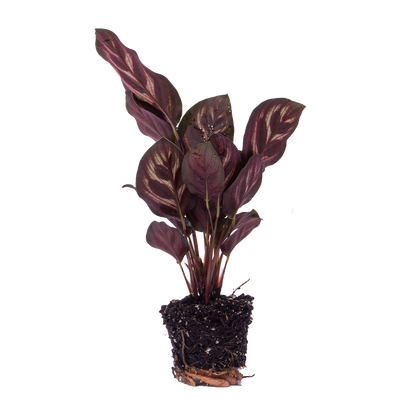 Calathea Makoyana - Pauwenplant - Terrarium plant - Potmaat 6