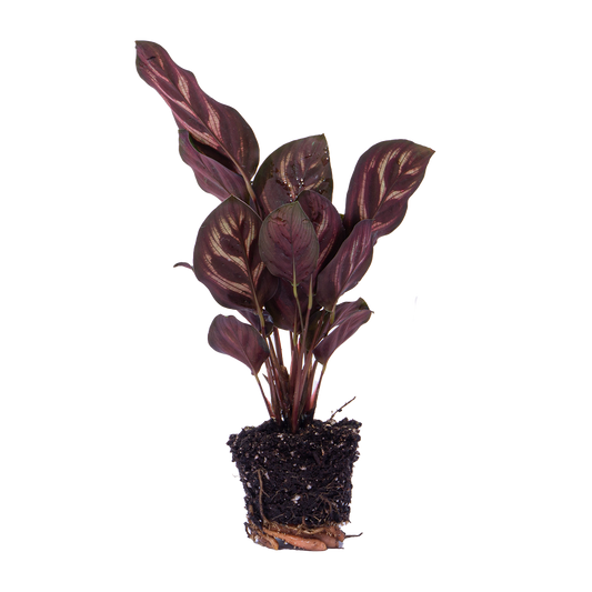 Calathea Makoyana - Pauwenplant - Terrarium plant - Potmaat 6