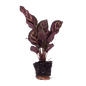 Calathea Makoyana - Pauwenplant - Terrarium plant - Potmaat 6