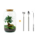 DIY terrarium - Sven Bonsai - ↕ 43 cm - Rake + Shovel + Tweezer