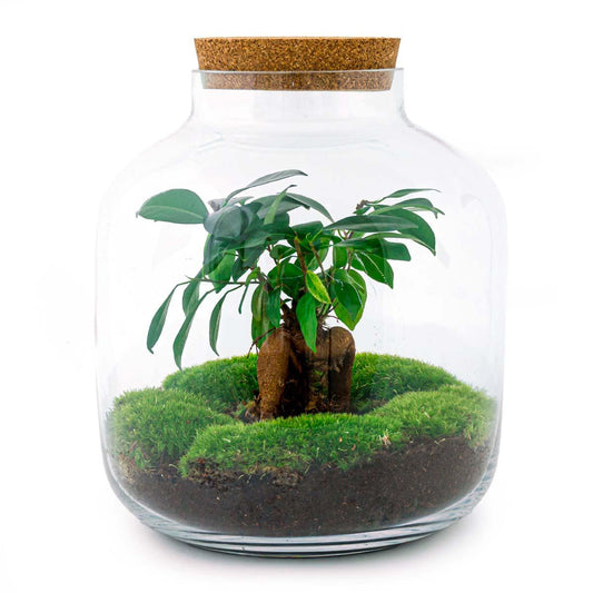 DIY terrarium - Billie Bonsai - ↕ 29 cm - Rake + Shovel + Tweezer + Scissors