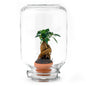 Easyplant - Ficus Ginseng bonsai - Mini-ecosysteem