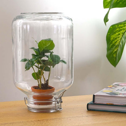 Easyplant - Coffea Arabica - Mini-ecosysteem