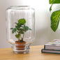 Easyplant - Coffea Arabica - Mini-ecosysteem