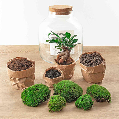 DIY terrarium - Billie Bonsai - ↕ 29 cm - Rake + Shovel + Tweezer + Scissors