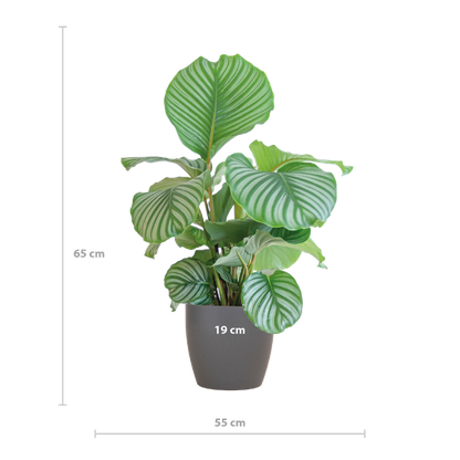 Calathea Orbifolia met Viber grijs - 65cm - Ø21