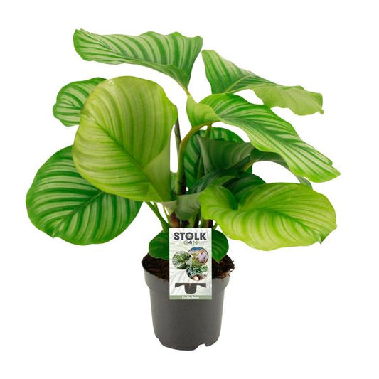 Calathea Orbifolia - Ø50cm - ↕14cm