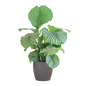 Calathea Orbifolia met Viber grijs - 65cm - Ø21