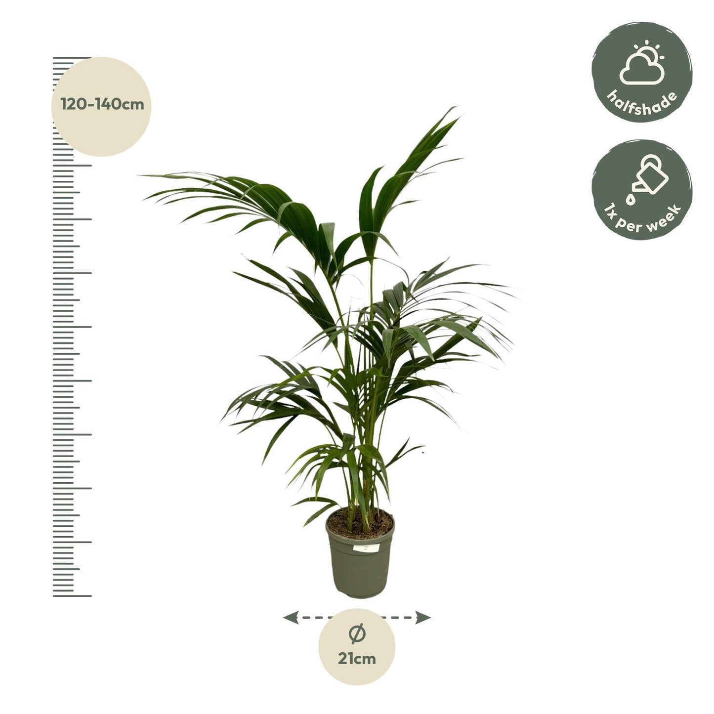 Kentia Palm - Howea Forsteriana - 130 cm - Ø21cm