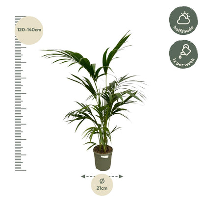 Kentia Palm - Howea Forsteriana - 130 cm - Ø21cm
