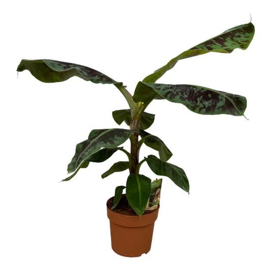 Musa- De bananenplant - 80 cm - Ø21cm