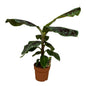 Musa- De bananenplant - 80 cm - Ø21cm