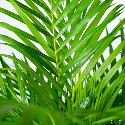 Areca palm with pot - ↨130cm - Ø24cm