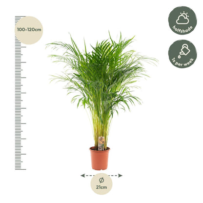 Goudpalm - Areca Palm (Dypsis Lutescens) - Ø21cm - ↕110cm