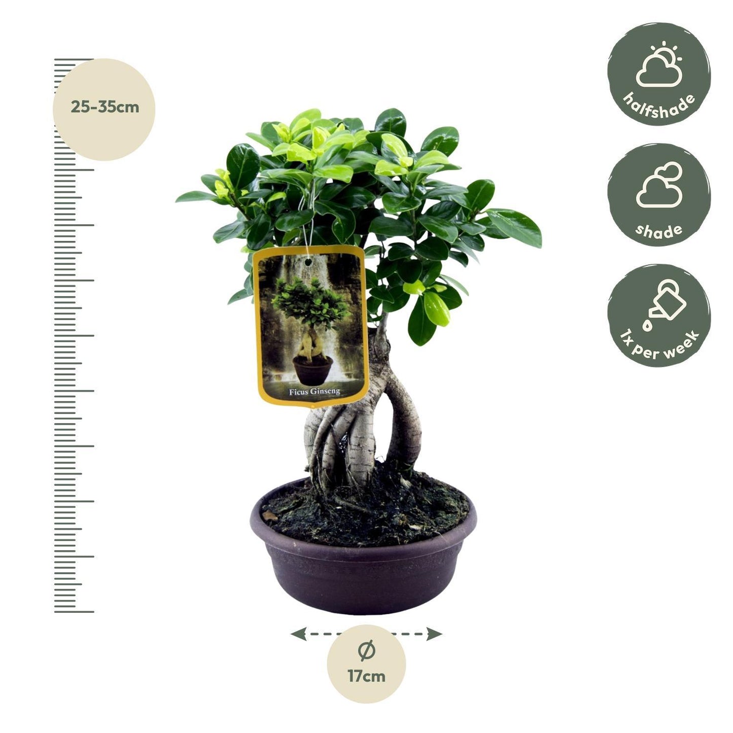 Urban Bonsai - Ficus Microcarpa Ginseng - 30 cm - Ø17cm