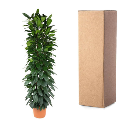 Ficus Cyatistipula zuil - 200 cm - ø35