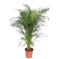 Dypsis Lutescens (Areca Palm) - 160 cm - ø30