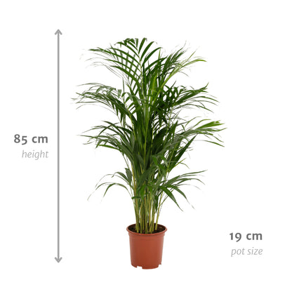 Golden Palm - Areca Palm (Dypsis Lutescens) - Ø19cm - ↕85cm