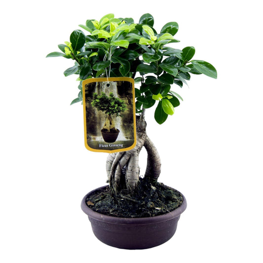 Urban Bonsai- Ficus Microcarpa Ginseng - 30 cm - Ø17cm