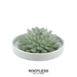 Wurzellose Sukkulente Echeveria Pulidonis in Schale 'grün' Ø20 cm - ↕5 cm
