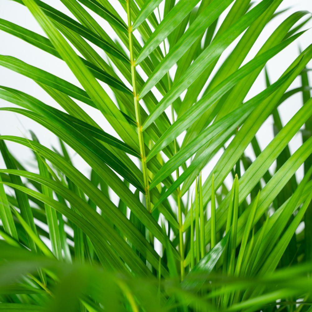Areca palm with pot - ↨130cm - Ø24cm