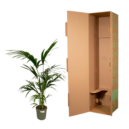Kentia Palm - Howea Forsteriana - 130 cm - Ø21cm