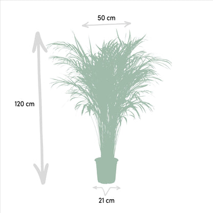 Goudpalm - Areca Palm (Dypsis Lutescens) - Ø21cm - ↕110cm