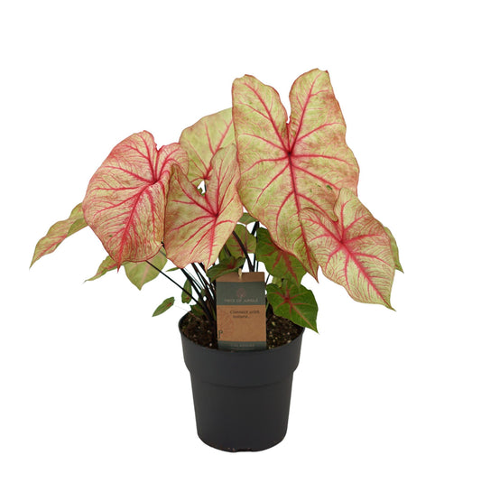 Caladium Autumn Beauty - 65 cm - Ø24cm