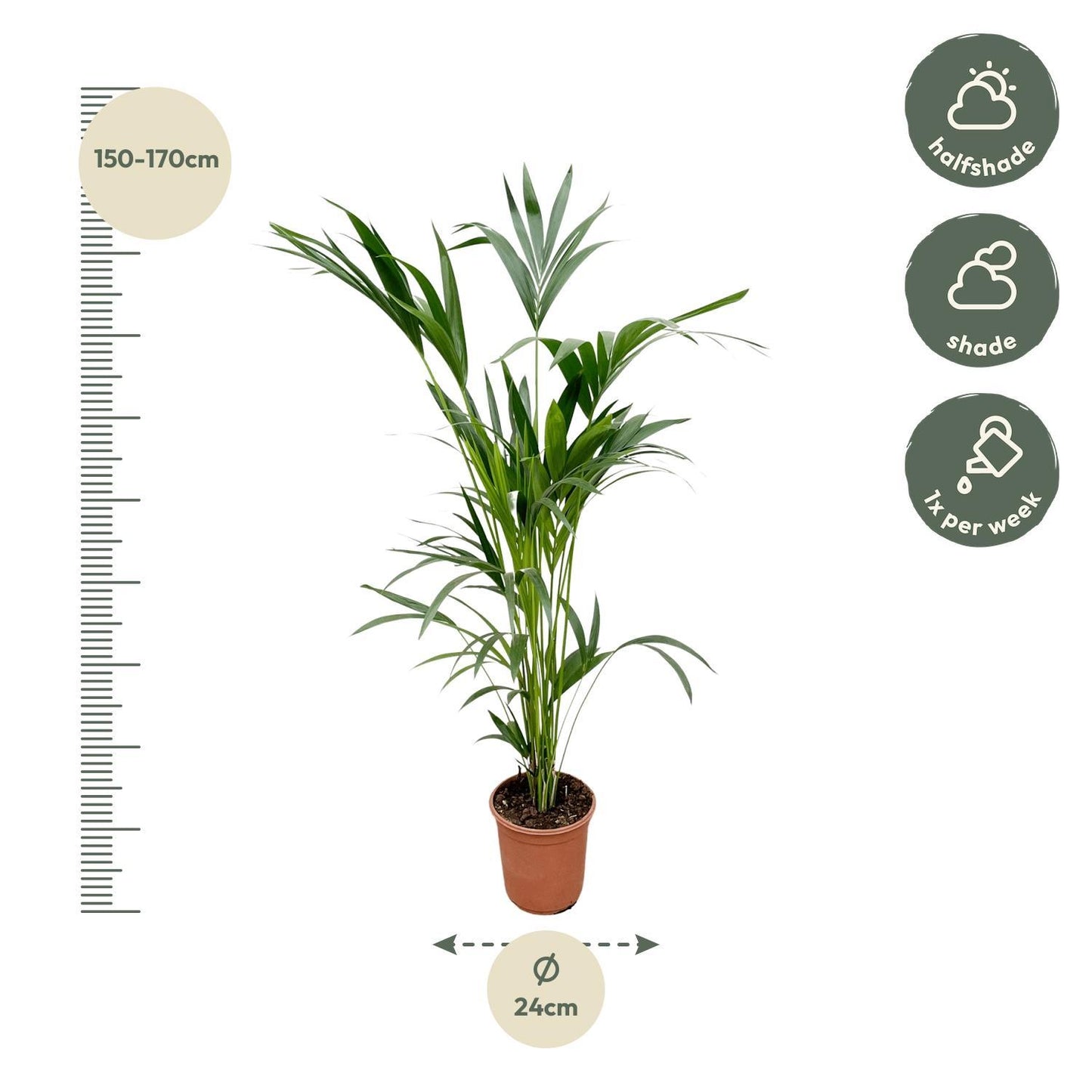 Kentia Palm - Howea Forsteriana - 160cm - Ø24