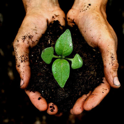 Biologische Veenvrije potgrond 40 liter - Potgrond voor kamerplanten & buitenplanten