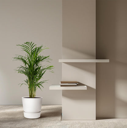 Golden Palm - Areca Palm (Dypsis Lutescens) - Ø19cm - ↕85cm