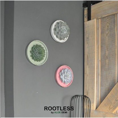 ROOTLESS Succulent Echeveria Lilacina in schaal 'groen' Ø20 cm - ↕5 cm