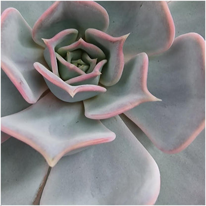 Wurzellose Sukkulente Echeveria Lilacina auf Wanddeko Standard schwarz Ø20 cm - ↕20 cm