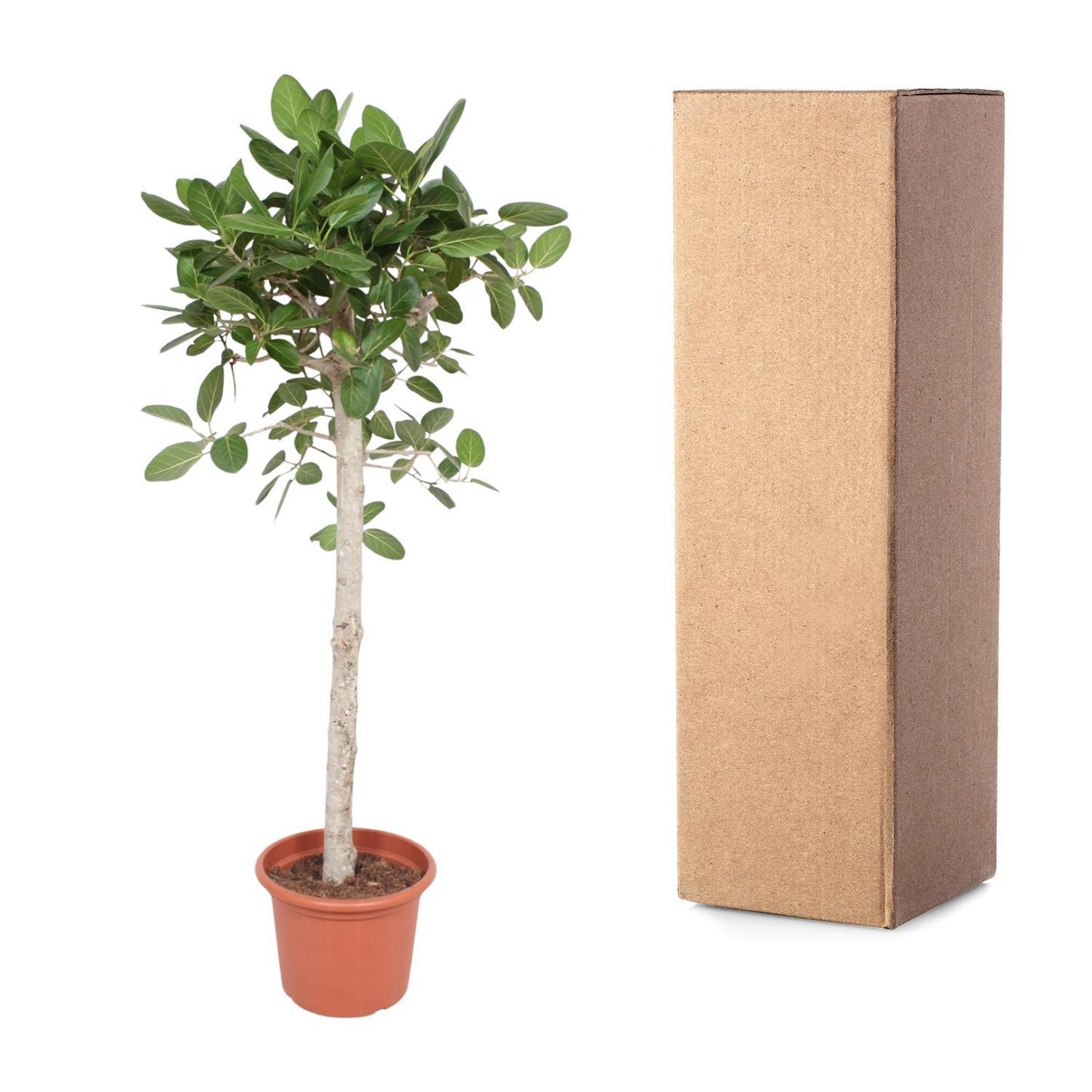 Ficus Benghalensis boom - 180 cm - ø40