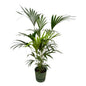 Kentia palm inclusief elho Greenville Round groen - 160cm - Ø30