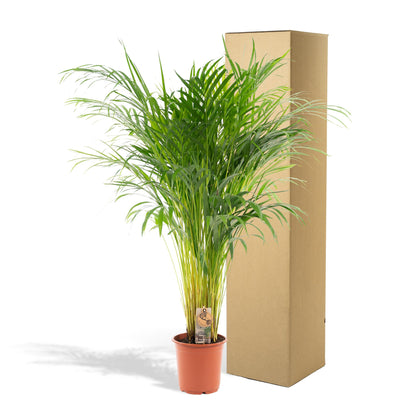 Goudpalm - Areca Palm (Dypsis Lutescens) - Ø21cm - ↕110cm