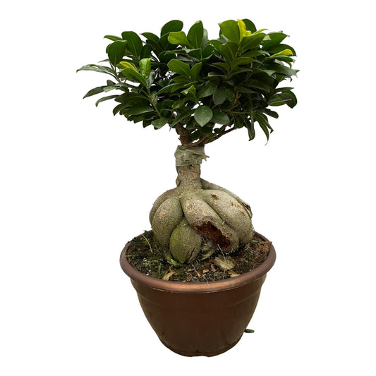 Urban Bonsai - Ficus Microcarpa Ginseng - 50 cm - Ø25cm