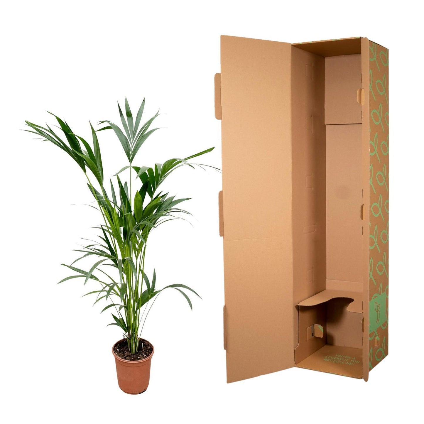 Kentia Palm - Howea Forsteriana - 160cm - Ø24