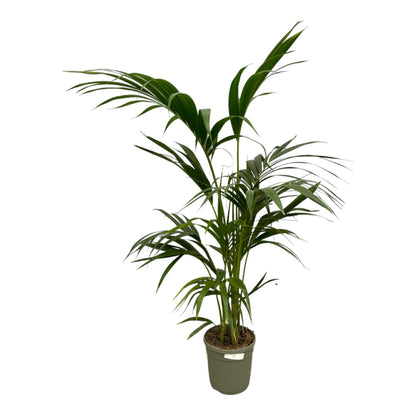 Kentia Palm - Howea Forsteriana - 130 cm - Ø21cm