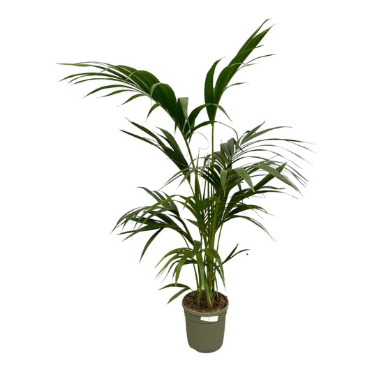 Kentia Palm - Howea Forsteriana - 130 cm - Ø21cm
