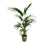 Kentia Palm - Howea Forsteriana - 130 cm - Ø21cm