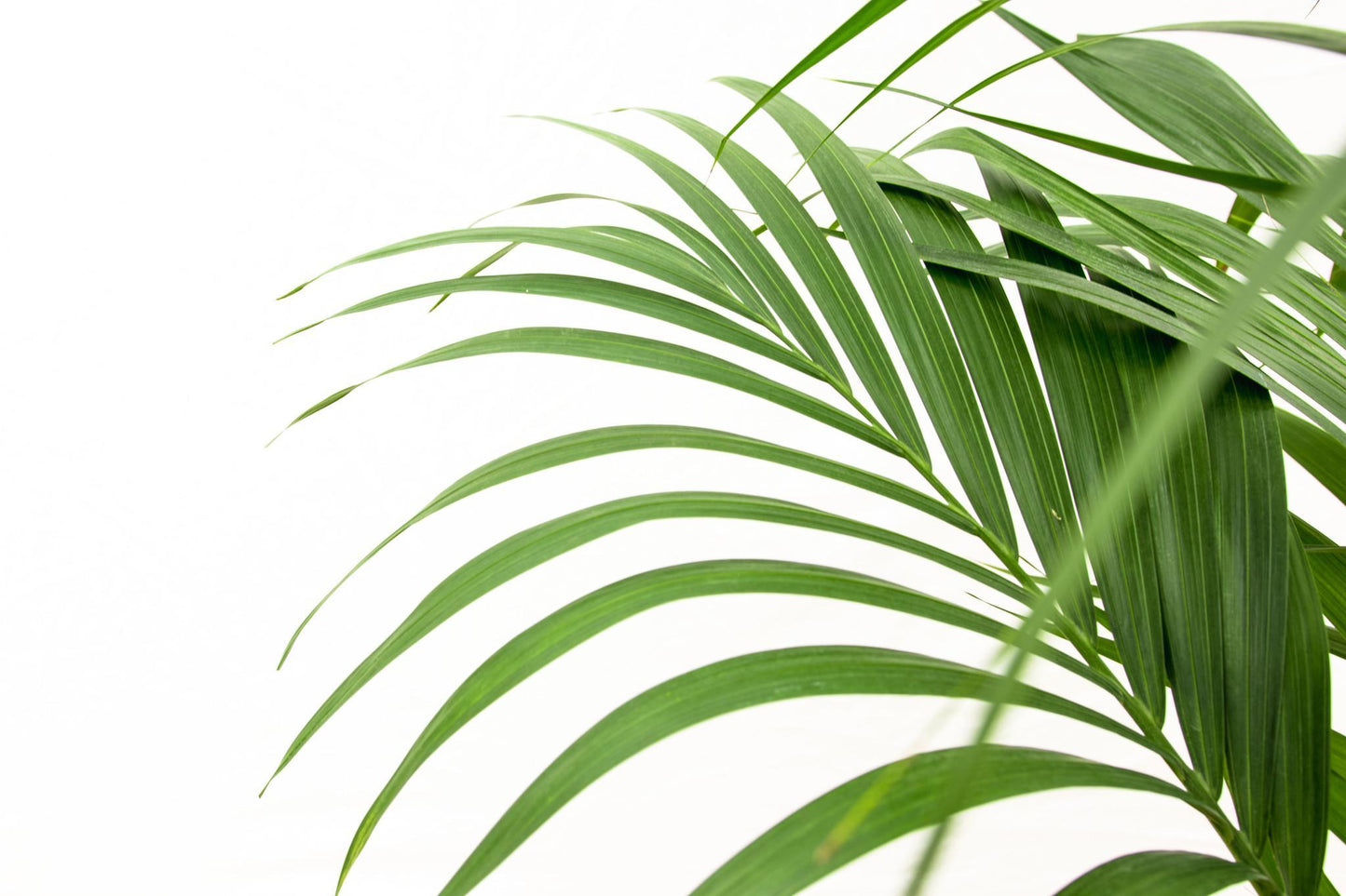 Kentia Palm - Howea Forsteriana - 160cm - Ø24