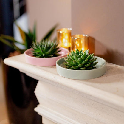Wurzellose Sukkulente Echeveria Lilacina in Schale 'Pink' Ø20 cm - ↕5 cm