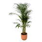 Areca palm - ↨110cm - Ø21cm inclusief elho Vibes Fold Round roze D22xH20