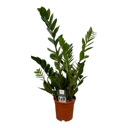 Zamioculcas- Zamioculcas zamiifolia - 75 cm - Ø17cm