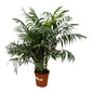 Kamerpalm - Chamaedorea Elegans  - 100 cm - Ø21cm
