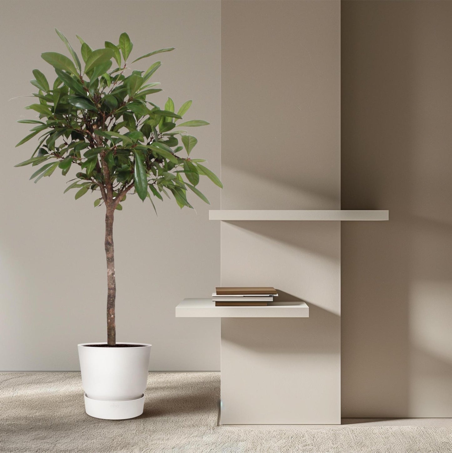 Ficus Cyathistipula-Baum – 180 cm – ø40