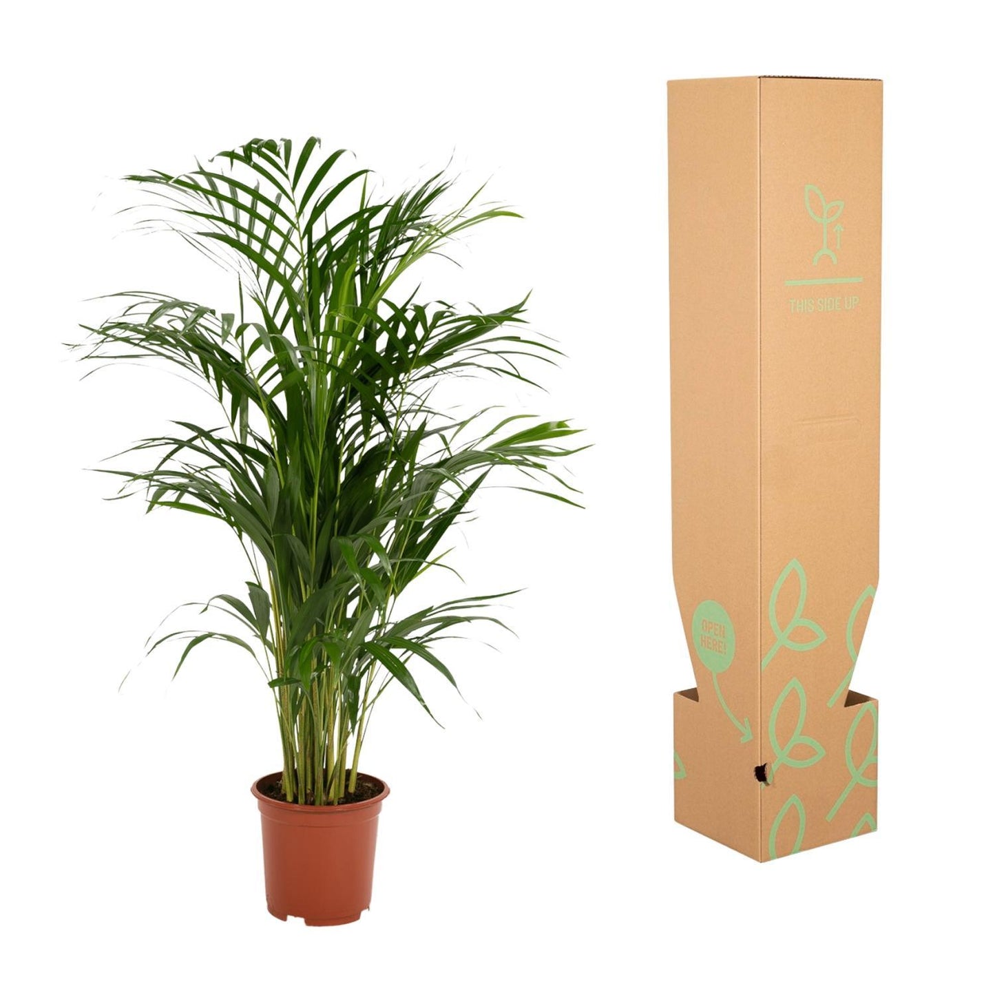 Golden Palm - Areca Palm (Dypsis Lutescens) - Ø19cm - ↕85cm